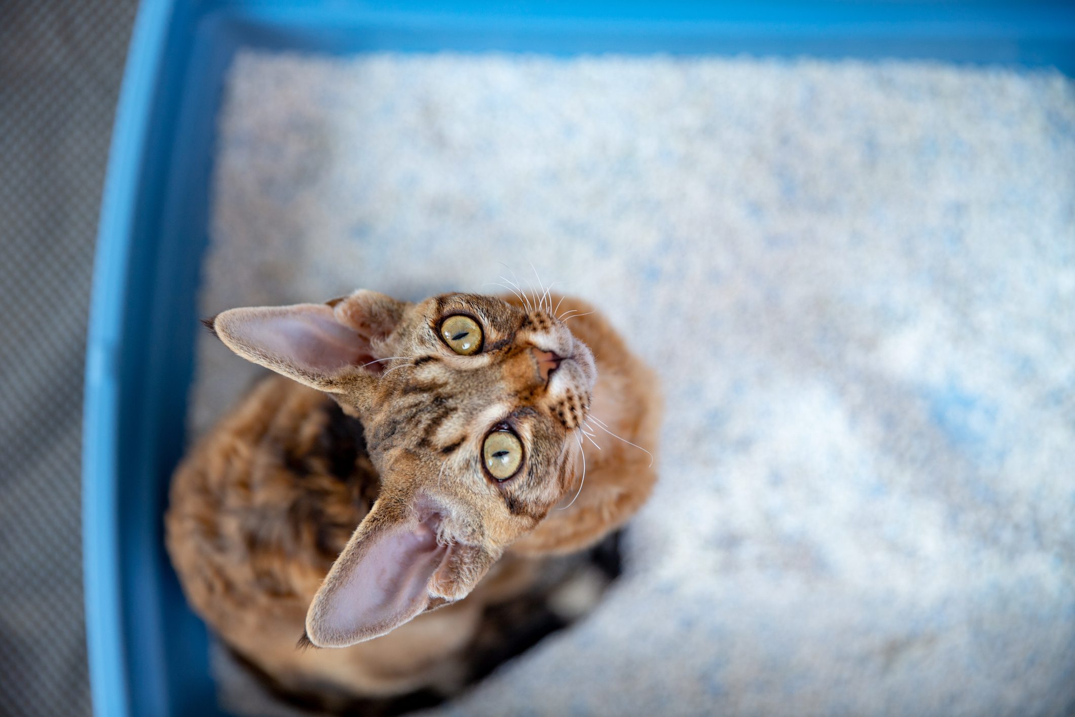 High Angle View of Devon Rex Cat Sitting in Litter Box Curiously Looking at Up - stock photo