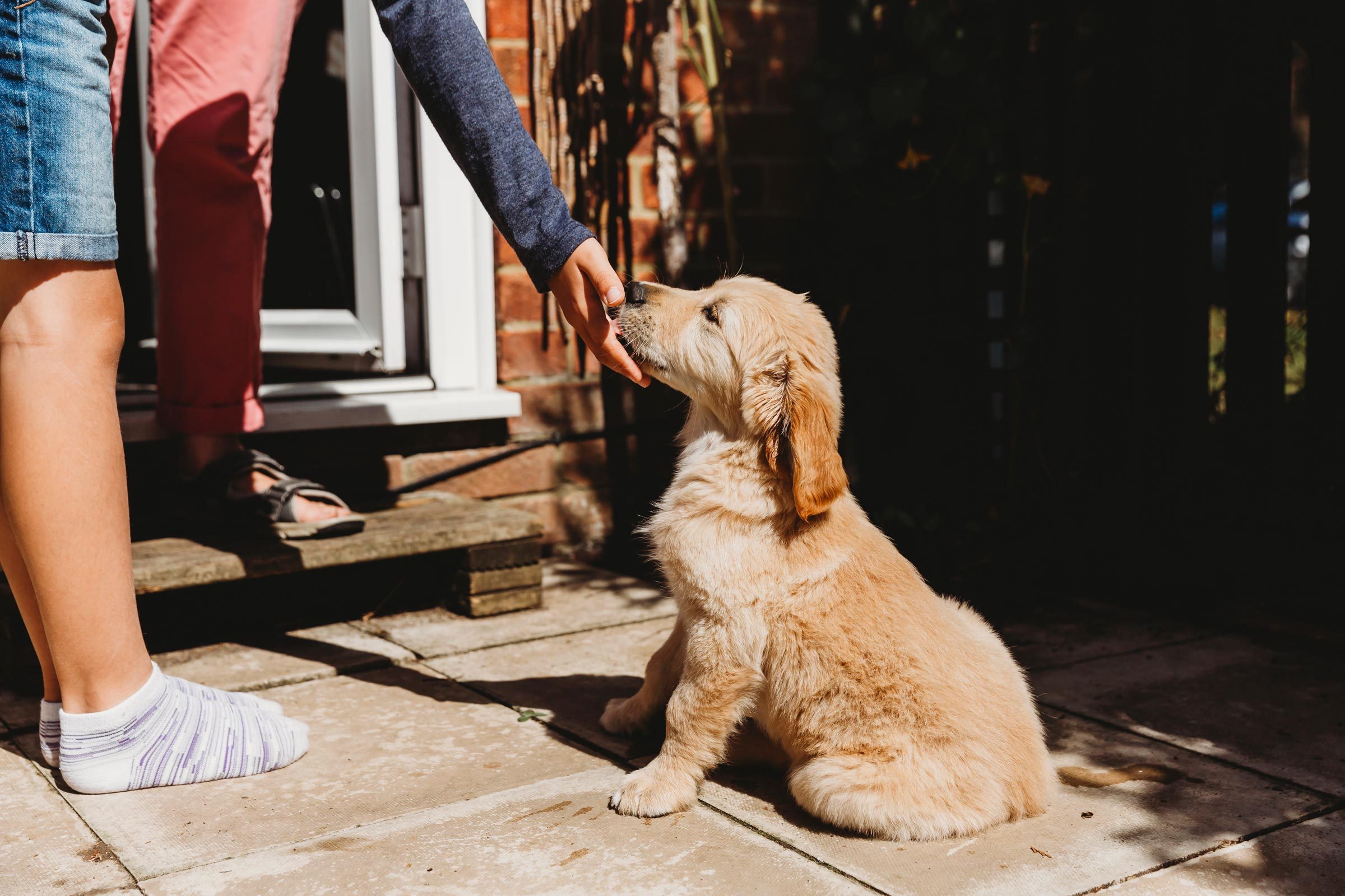 Cute golden retriever labrador puppy sitting licking child's hand