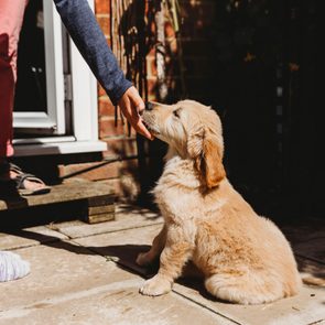 training a Cute golden retriever labrador puppy sitting licking child's hand