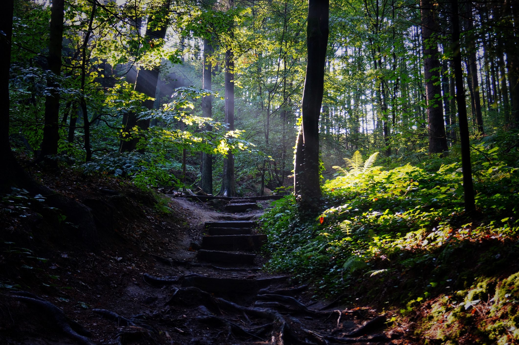 Scenic View Of Forest