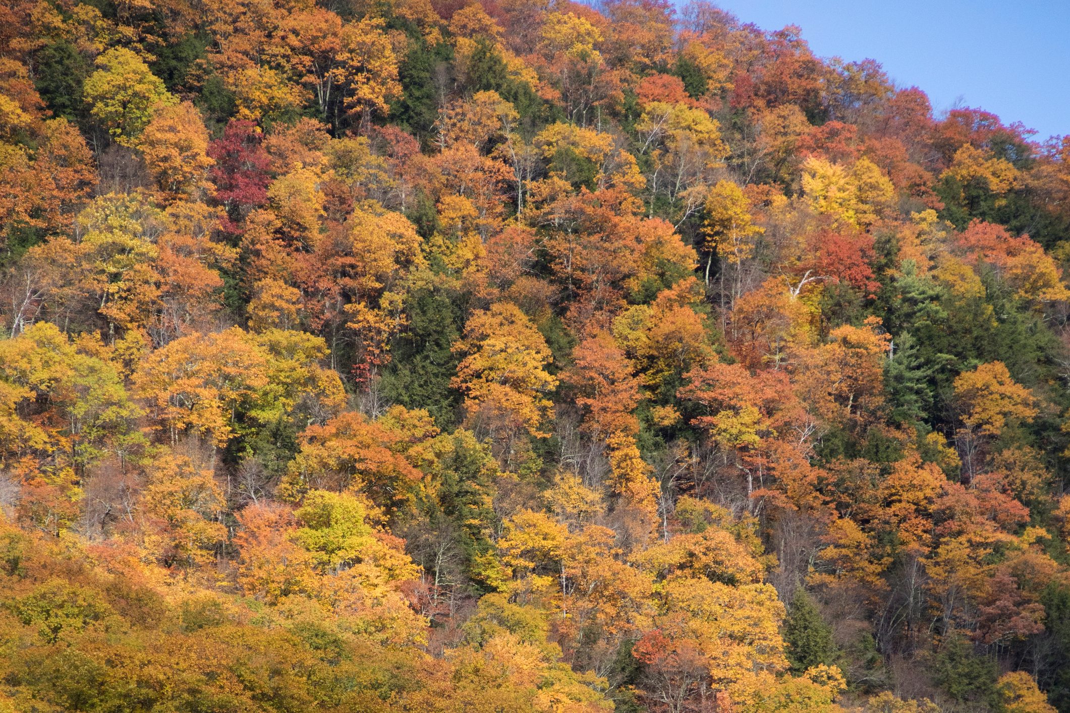 Autumn leaf color along the Mohawk Trail in the Berkshires, Massachusetts