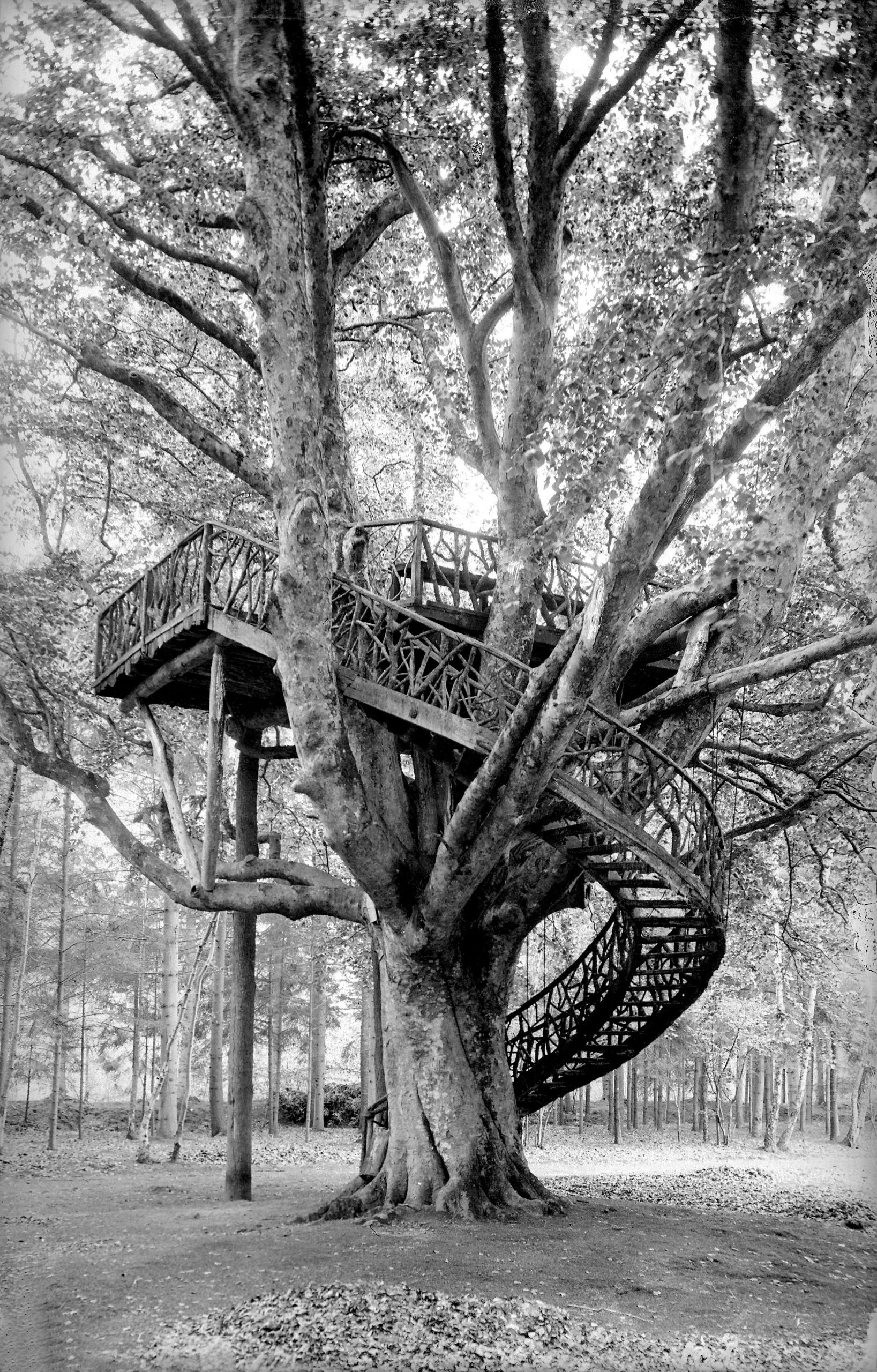 The Robinson tree near Bernay