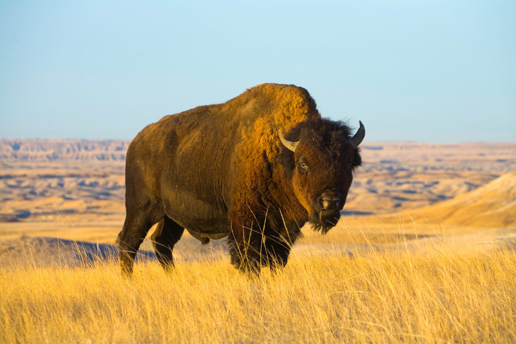 Young bison bull standing in grass, autumn