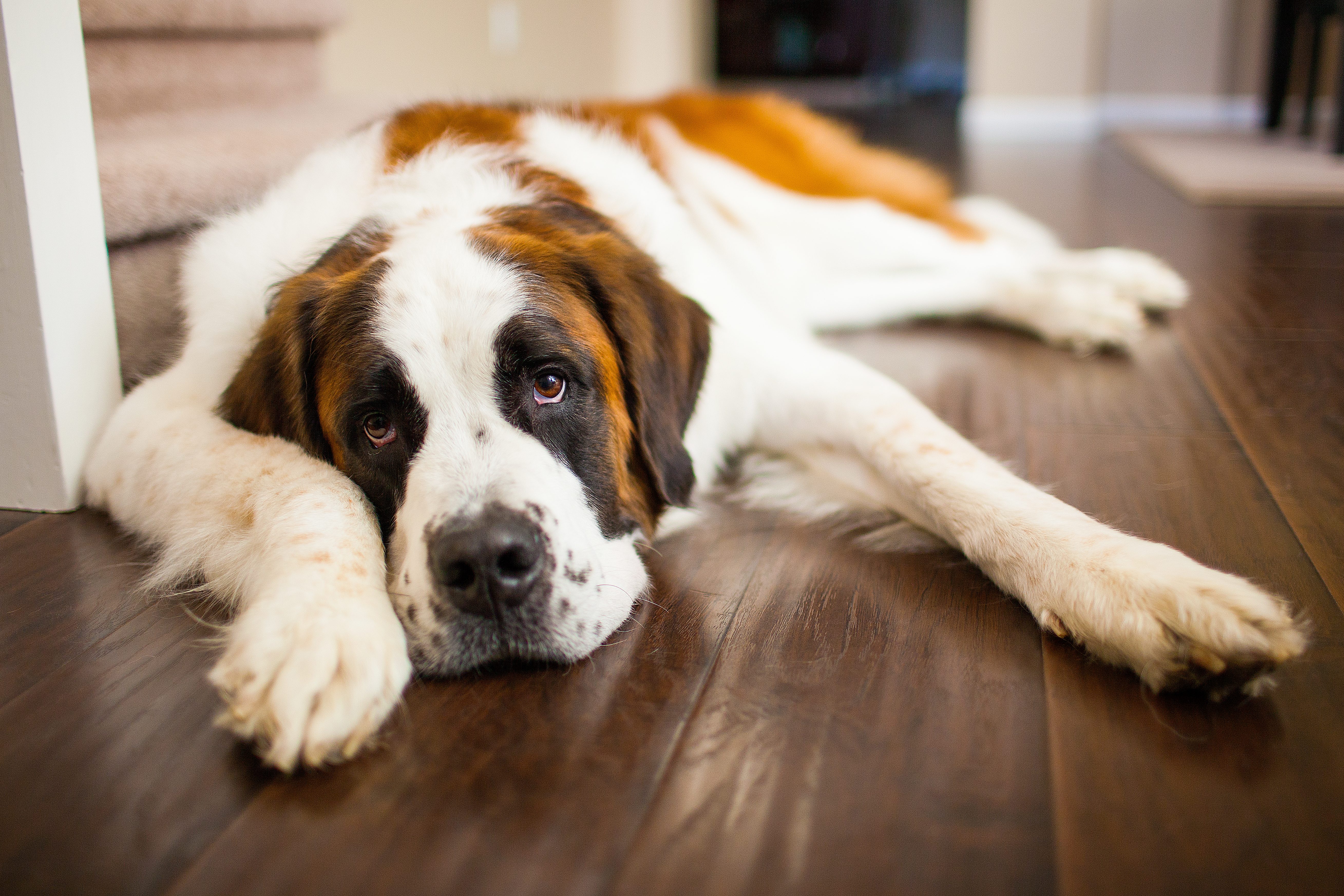 sleepy saint bernard dog on the floor at home