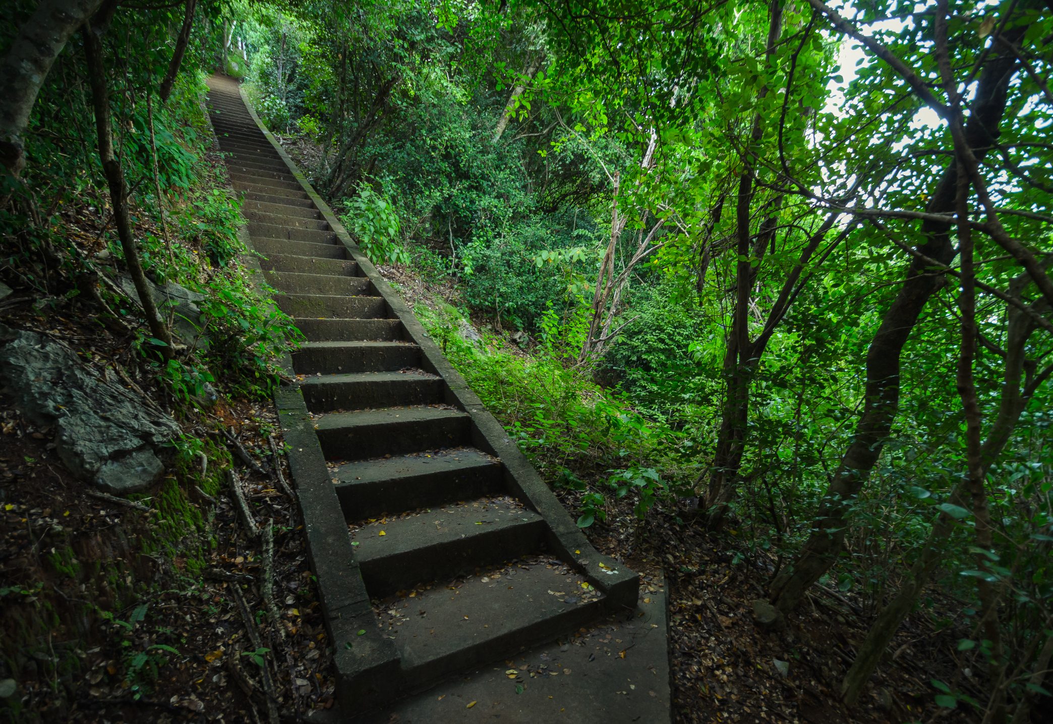 View Of Narrow Stairs Along Trees