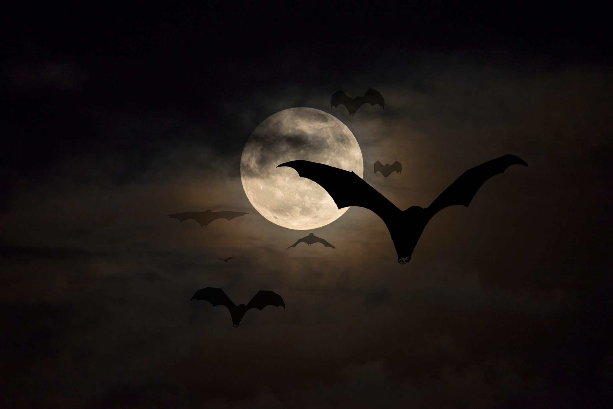 Bats flying