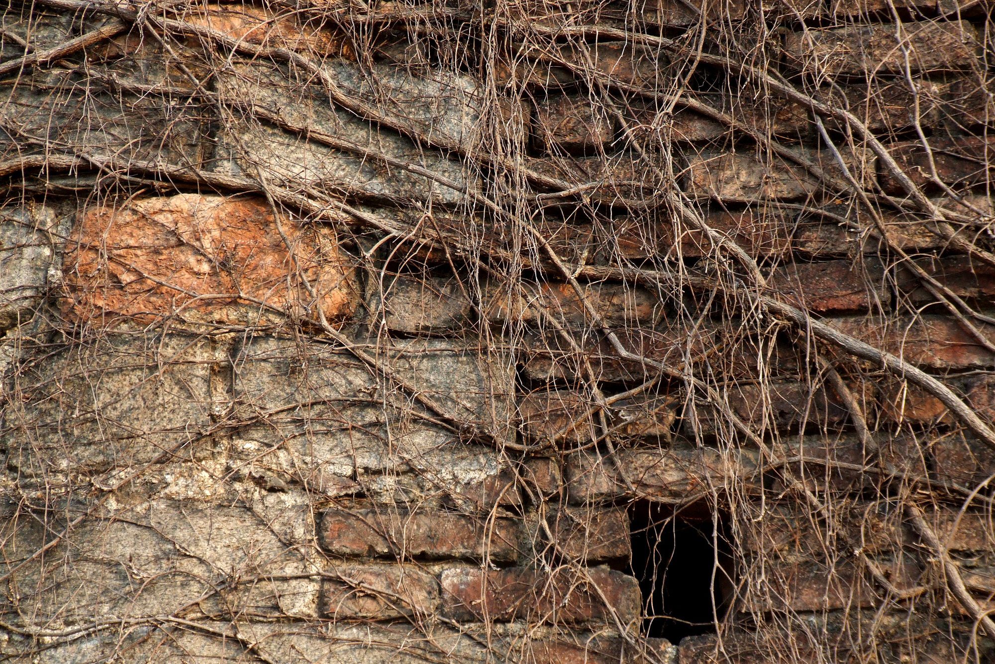 Dead ivy winter covered wall