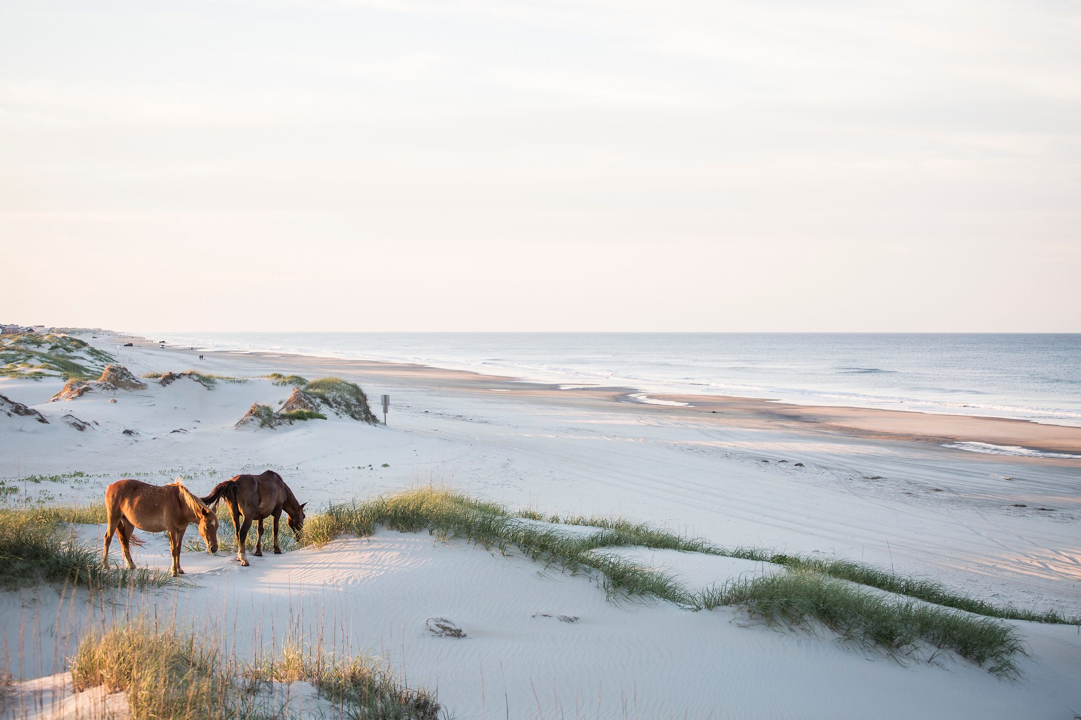 High angle view of horses grazing on field against sky