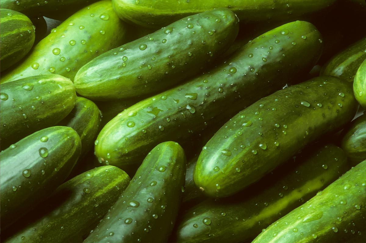 Pile of fresh cucumbers lying diagonally