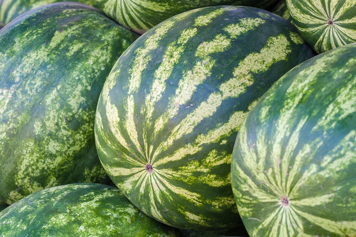 Watermelons in the farmer's shop