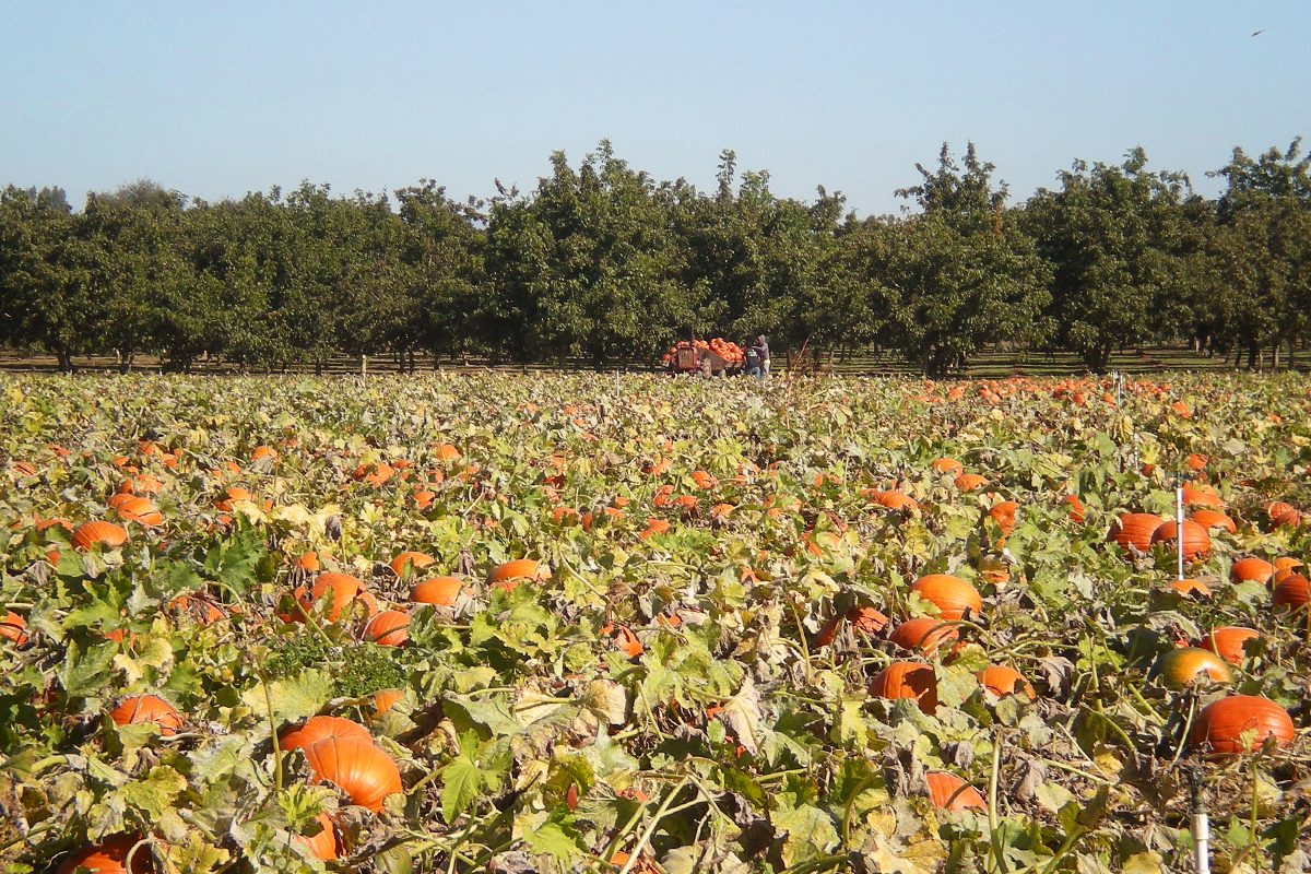 Bishops Pumpkin Farm In Wheatland California