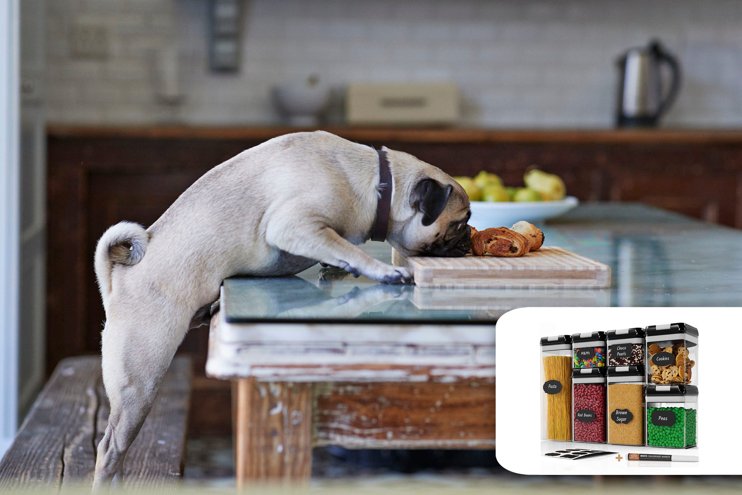 dog human food
