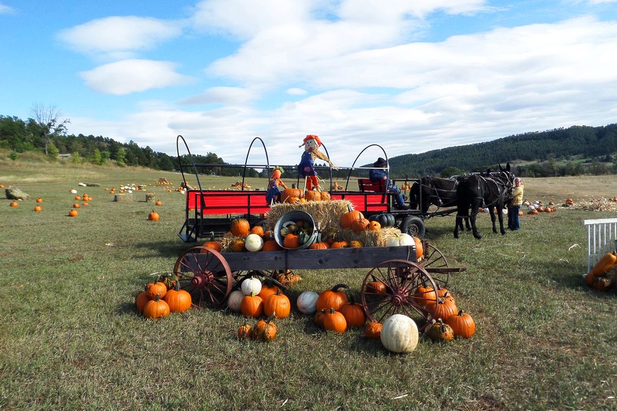 Lil Harvesters Pumpkin Patch In Rapid City South Dakota