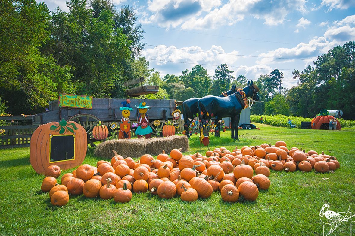 Mrs Heathers Pumpkin Patch In Hammond Louisiana