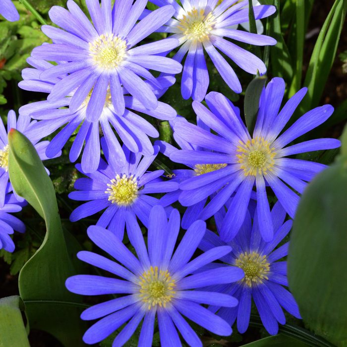 Anemone Blanda Blue Shades