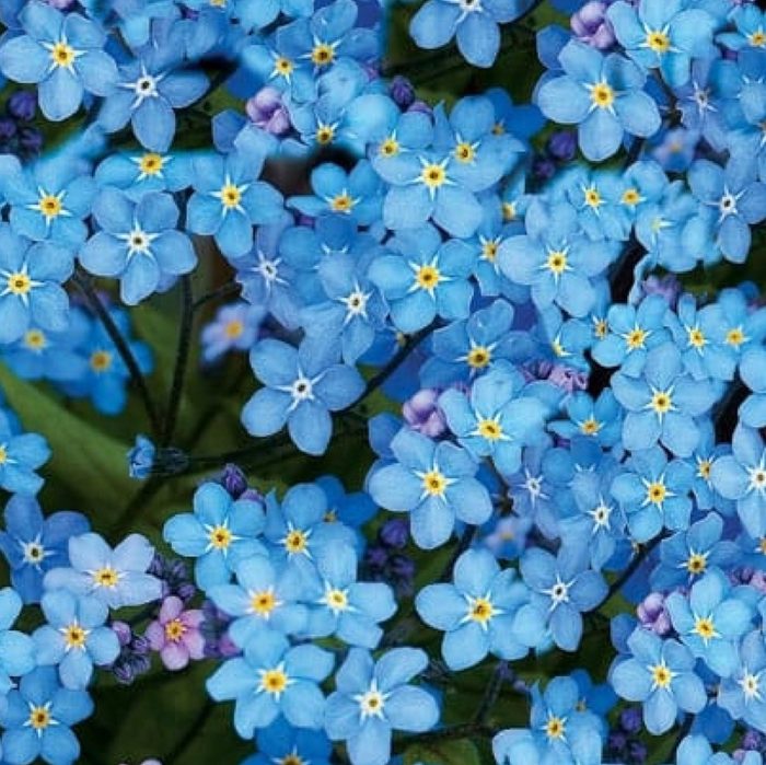 Forget Me Not
