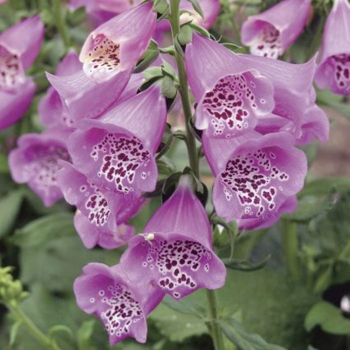 Foxglove flower that grows in shade