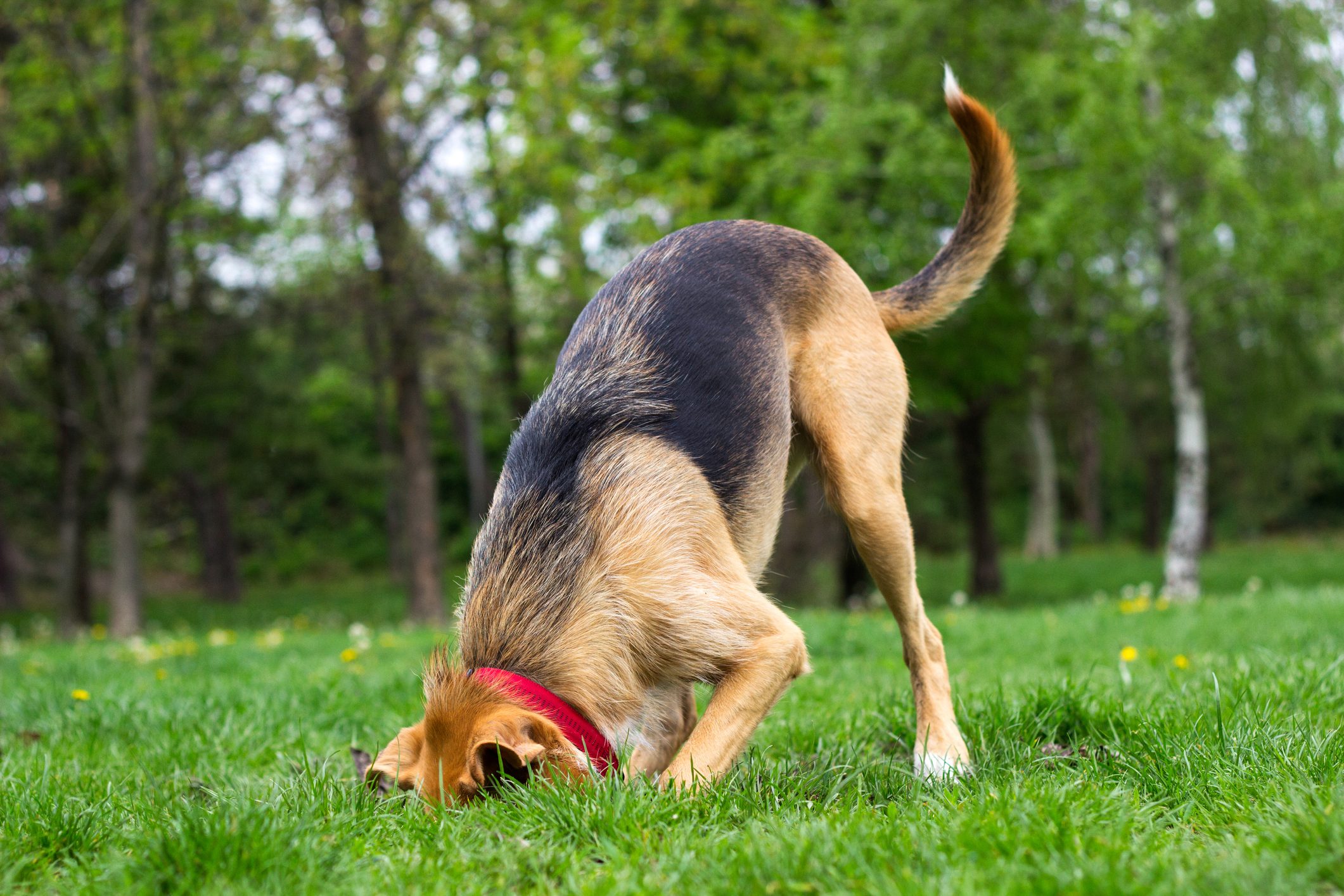 Why Do Dogs Bury Bones?