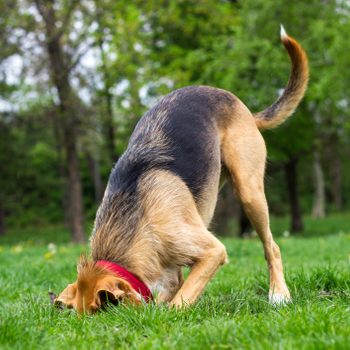 Dog digging a hole in grass