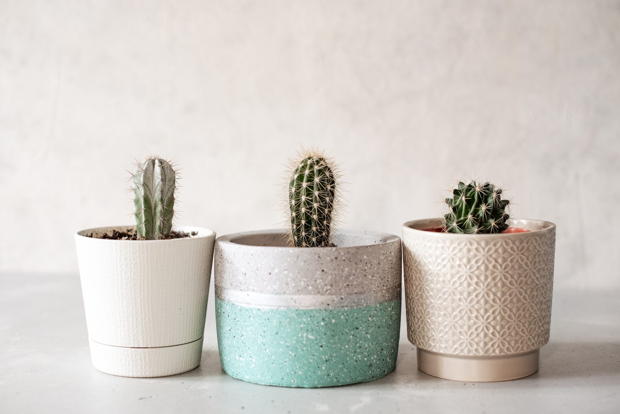 Collection of various cactus and succulent plants in different pots. Potted cactus house plants on white shelf against white wall.
