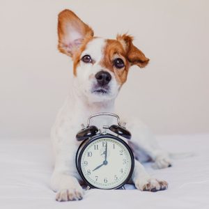 cute dog lying on bed with an alarm clock set on 8 am. morning and wake up concept at home. Pets indoors, lifestyle