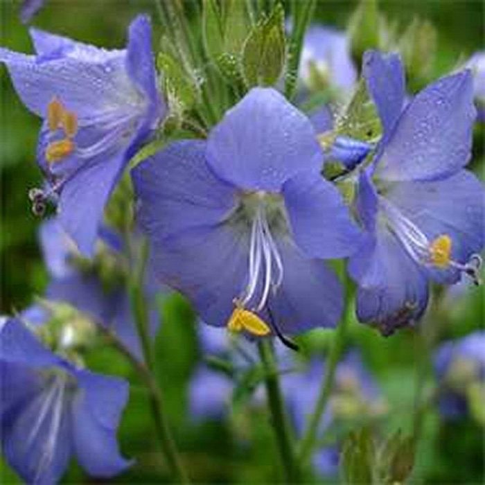 Jacob's ladder (Polemonium caeruleum)