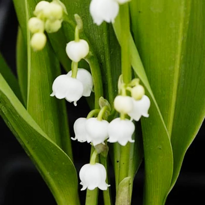 Lily of the Valley (Convallaria majalis)