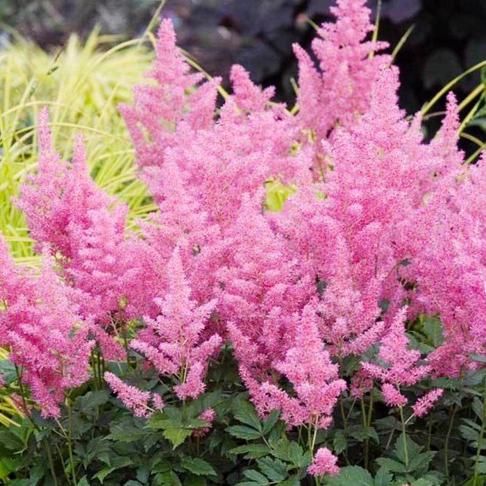 Pink Astilbe