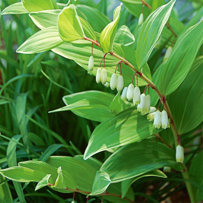 Solomon's seal (Polygonatum)