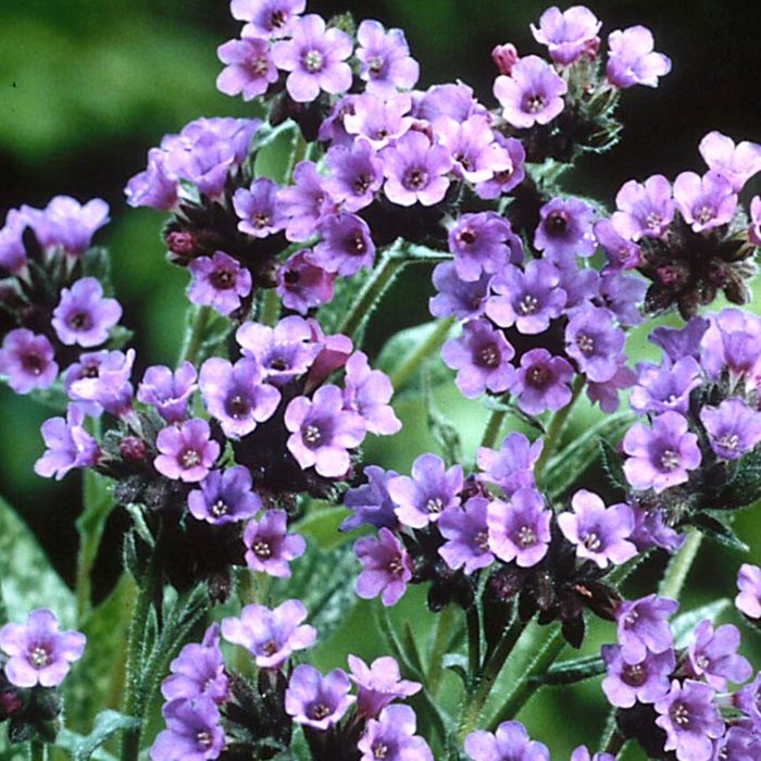 Trevi Fountain Lungwort