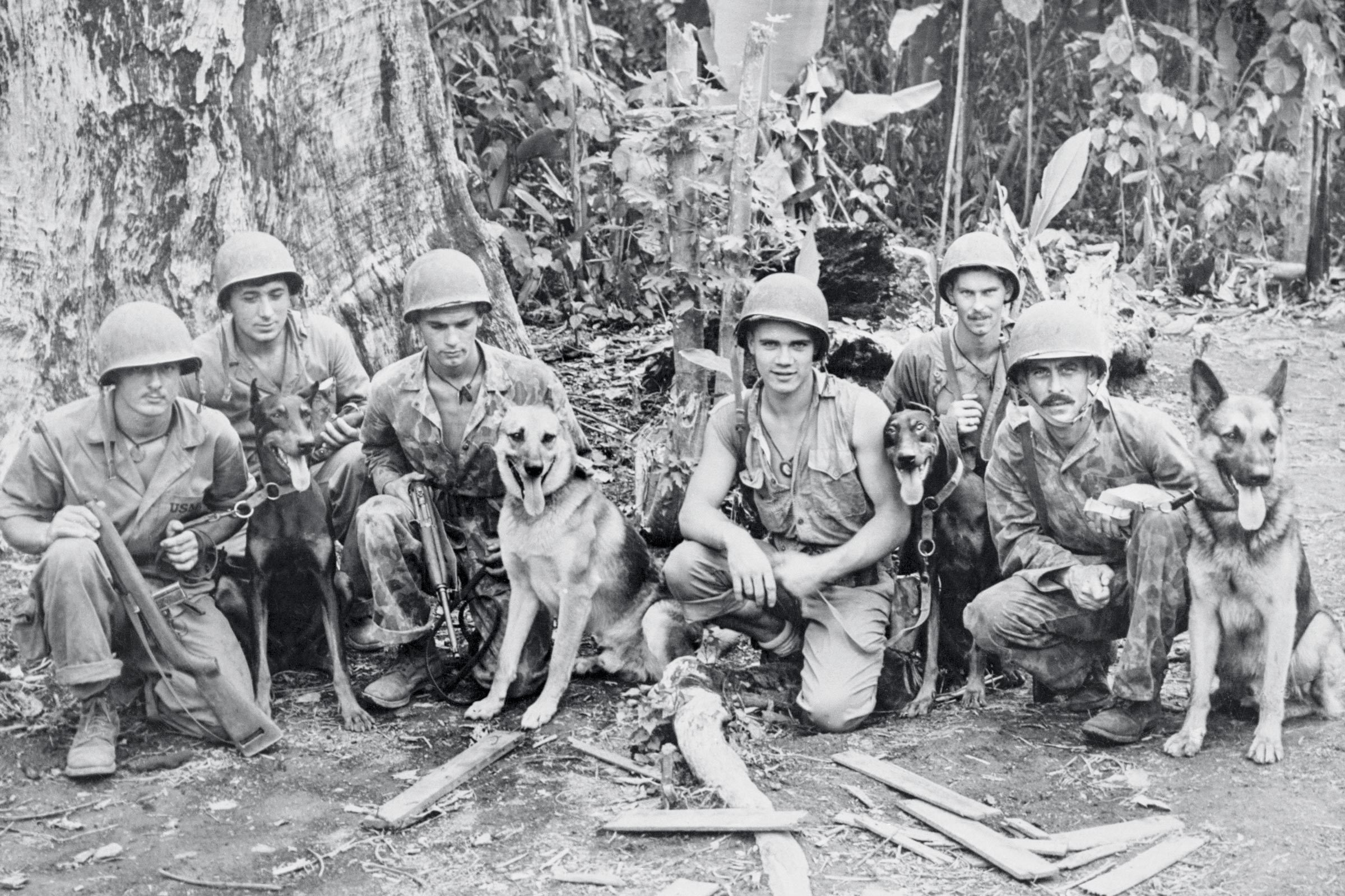 war dogs and their handlers