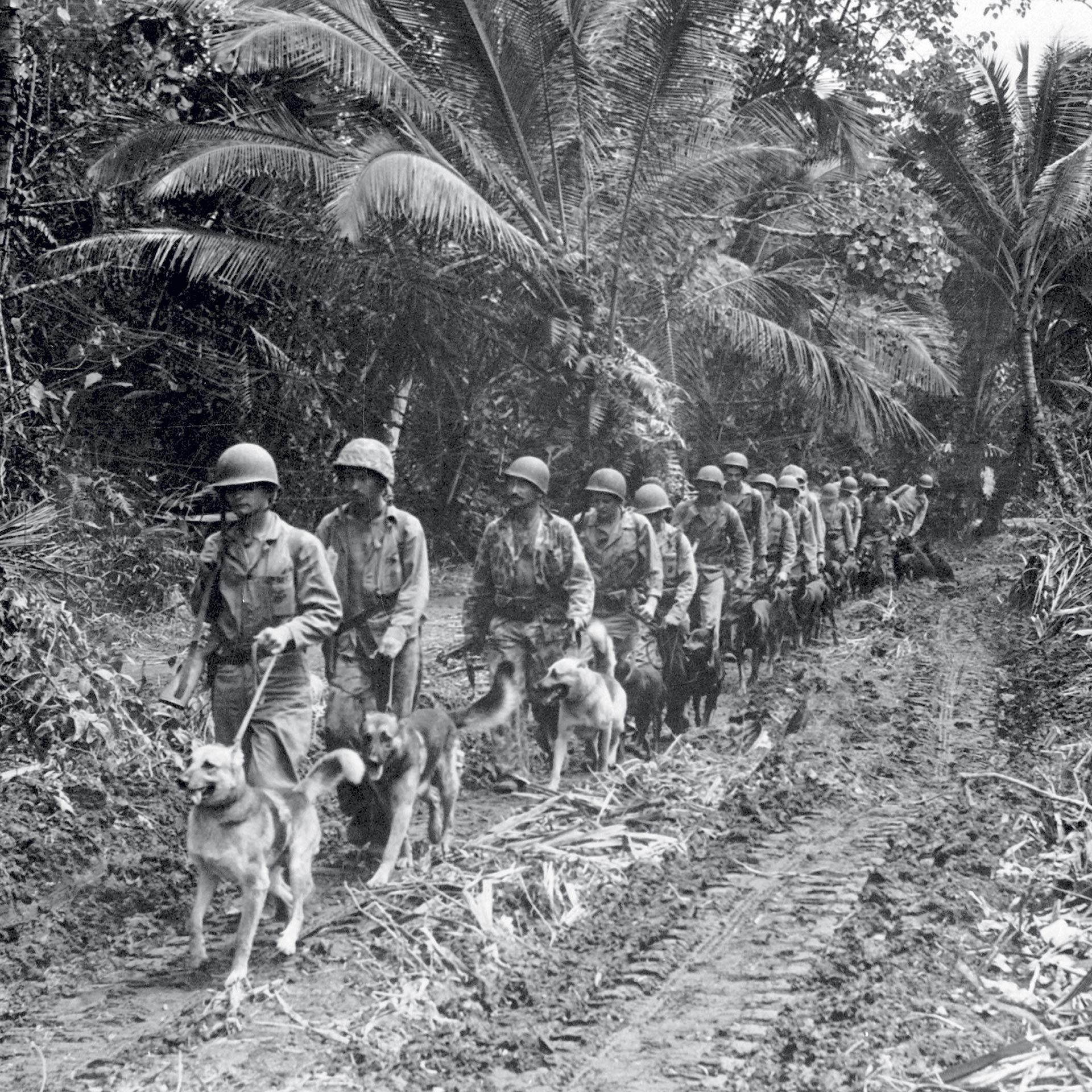 marines and dogs patrolling a trail