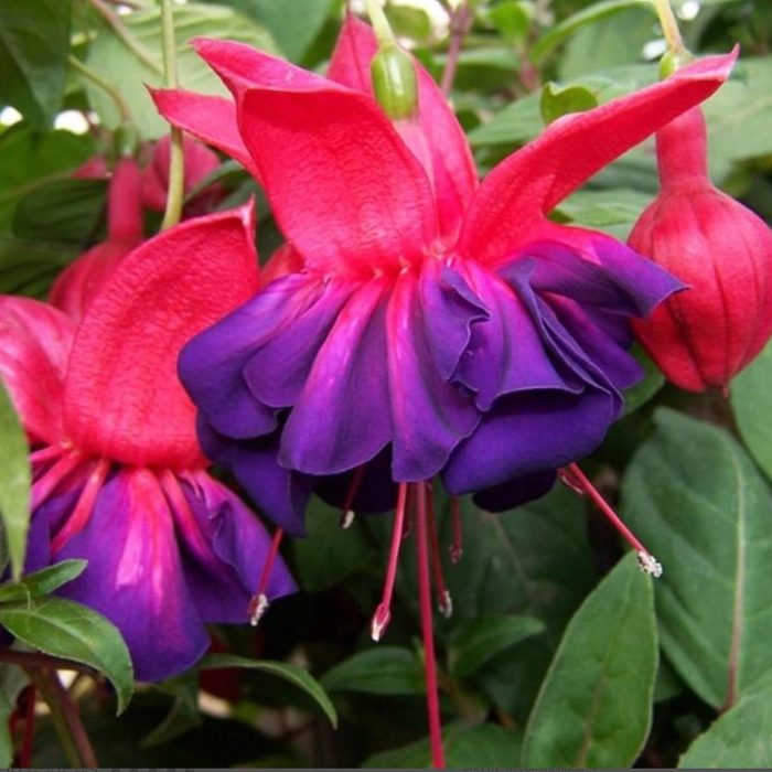 Fuschia