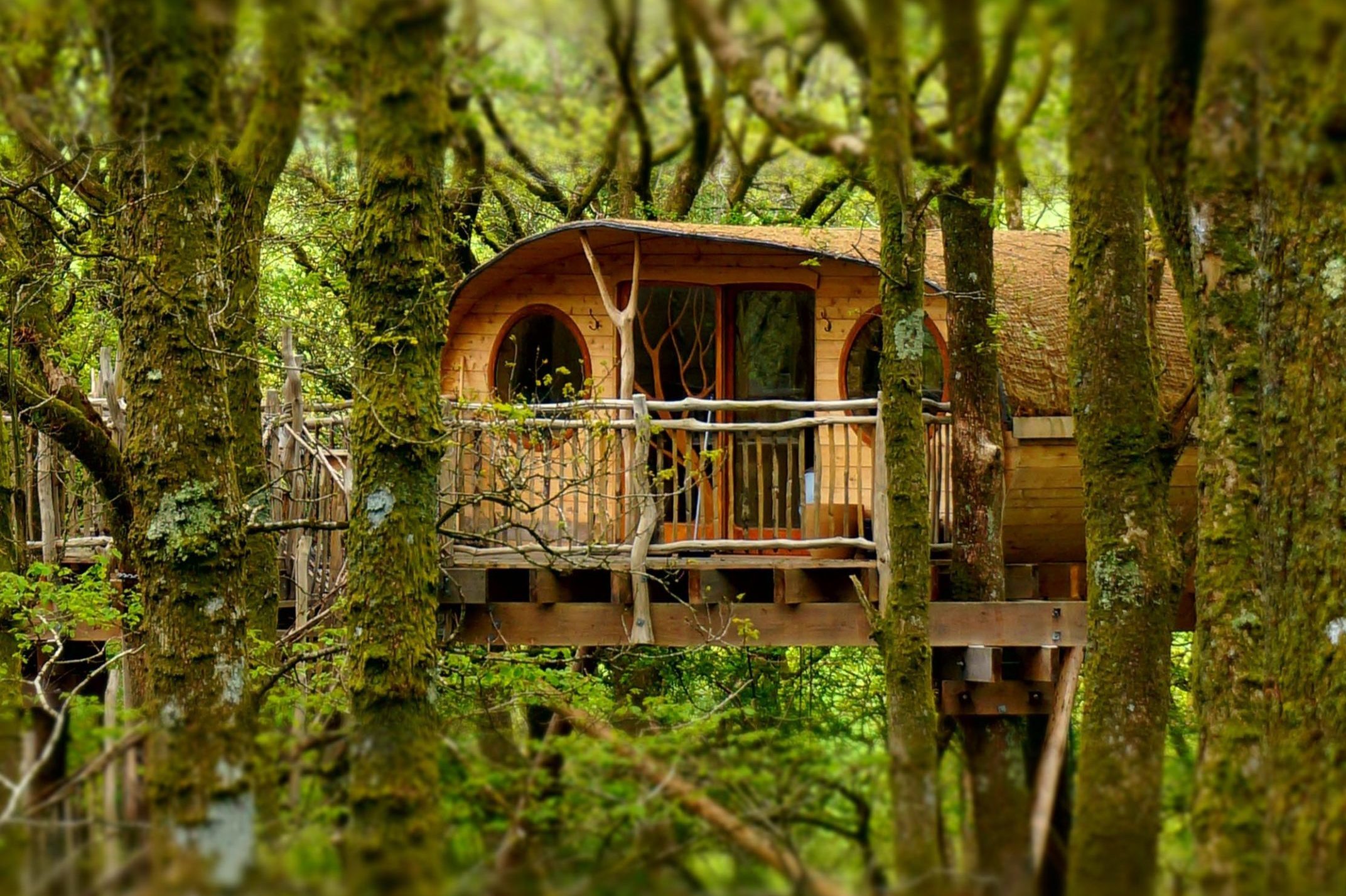 living-room treehouses