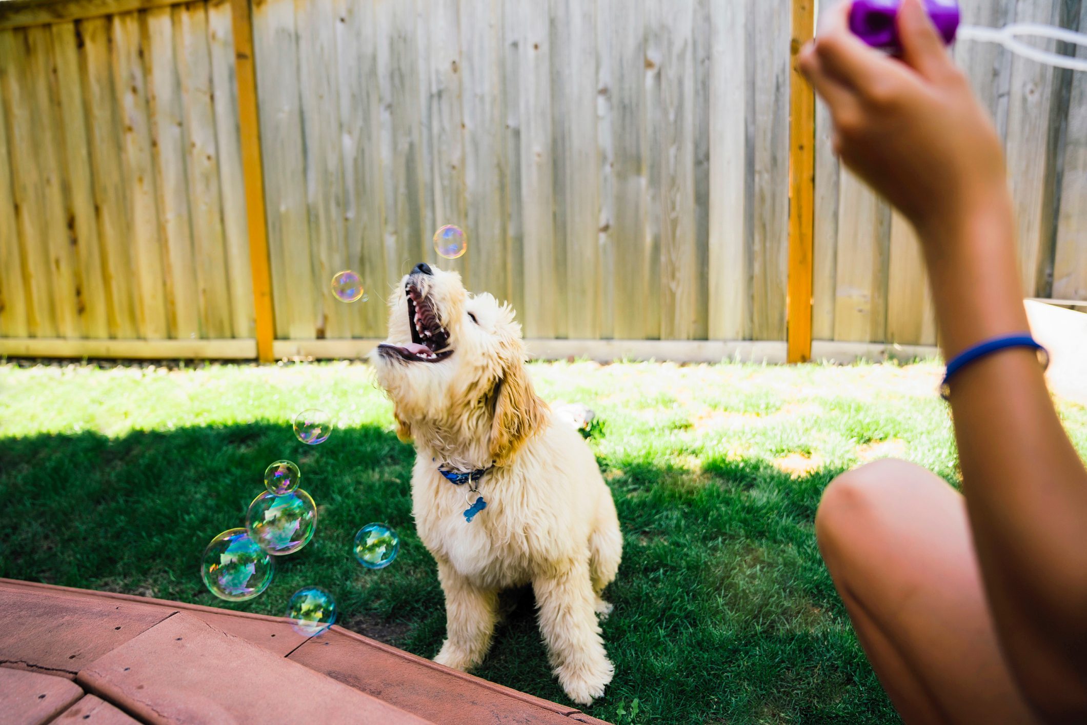 Tween Girl Blowing Bubbles with Labradoodle Puppy in Backyard