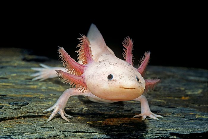 Ambystoma mexicanum f. leucistic (axolotl)