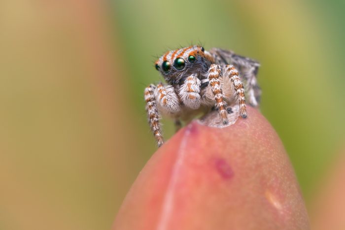 Male peacock jumping spider (Maratus tasmanicus) on Carpobrotus plant, Victoria, Australia