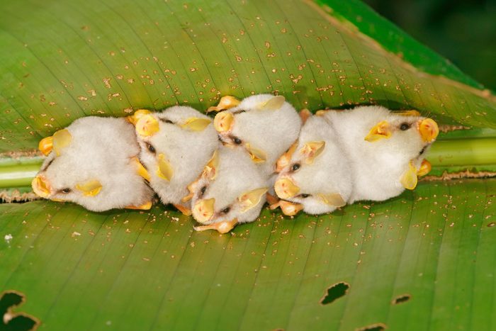 Honduran white bats (Ectophylla alba) hanging on a leaf, Costa Rica