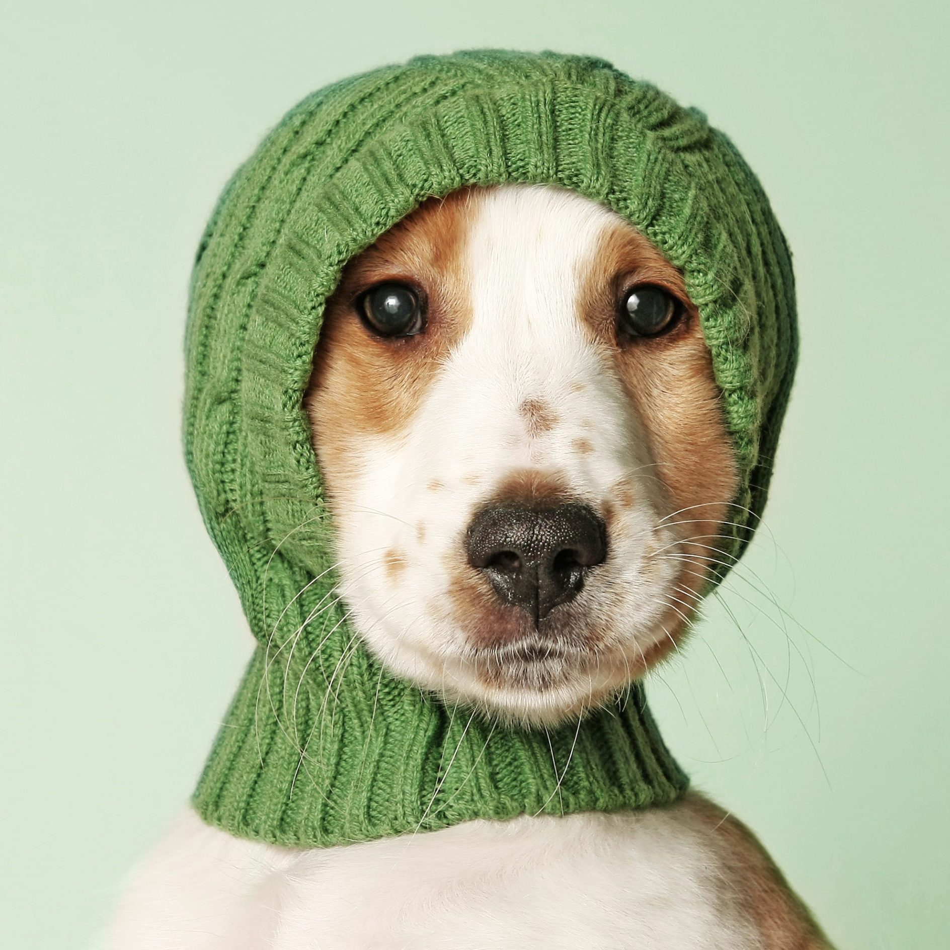 Cocker spaniel puppy