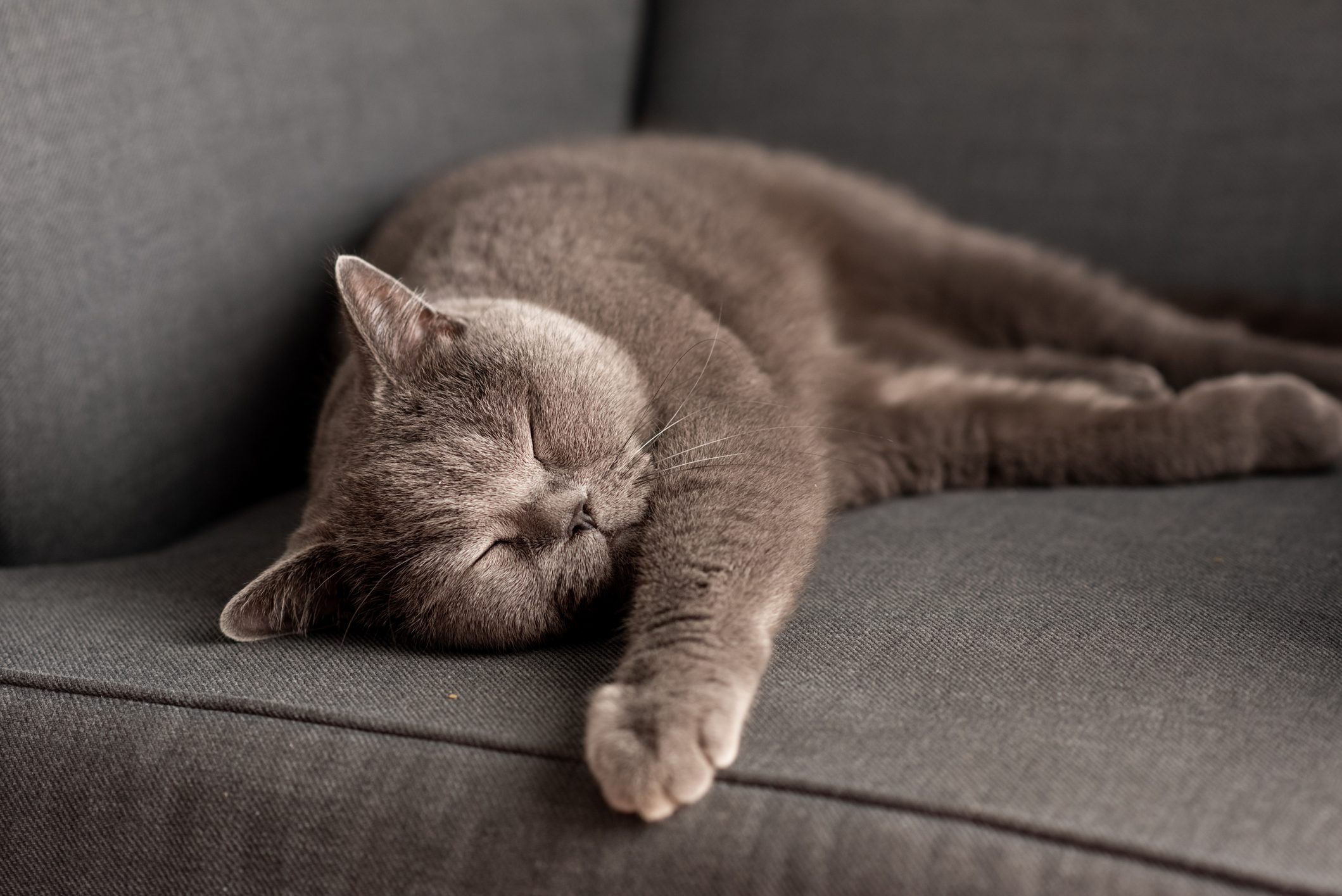 British Shorthair cat lying on white table. Copy-space