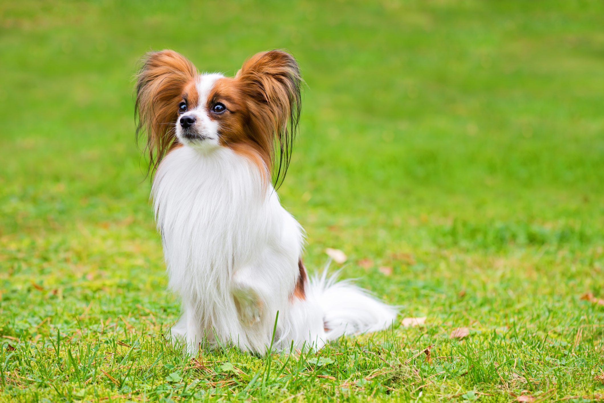 Portrait of Papillon dog standing on grass outside