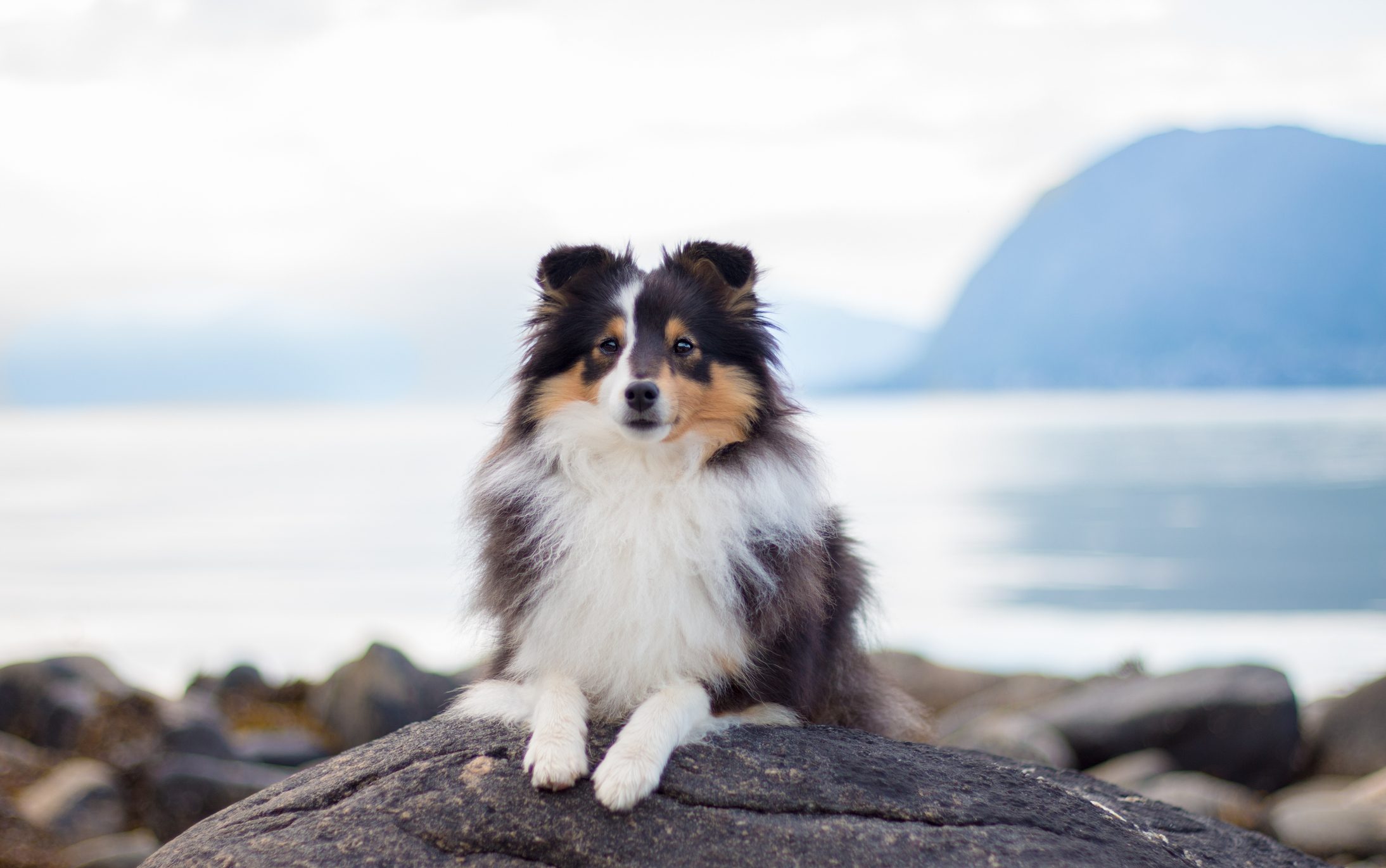 Close up portrait of Shetland sheepdog on beach