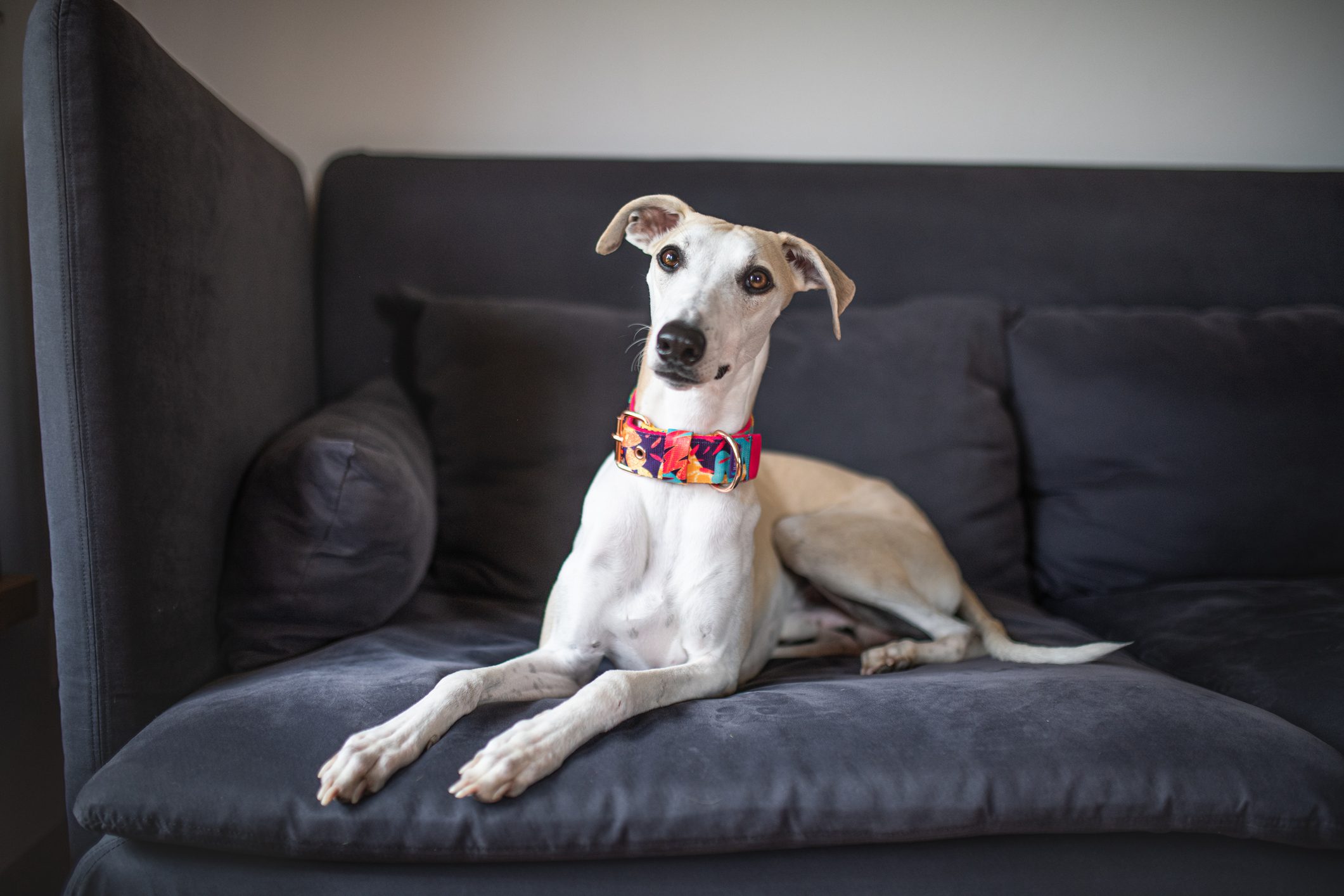 Portrait Of Dog Sitting On Sofa At Home, Inwad, Poland