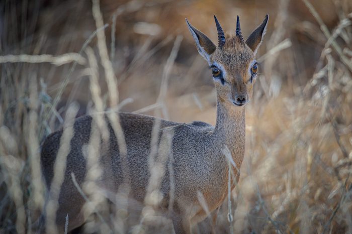 Dik-dik in the grass in Samburu National Reserve, Kenya, East Africa