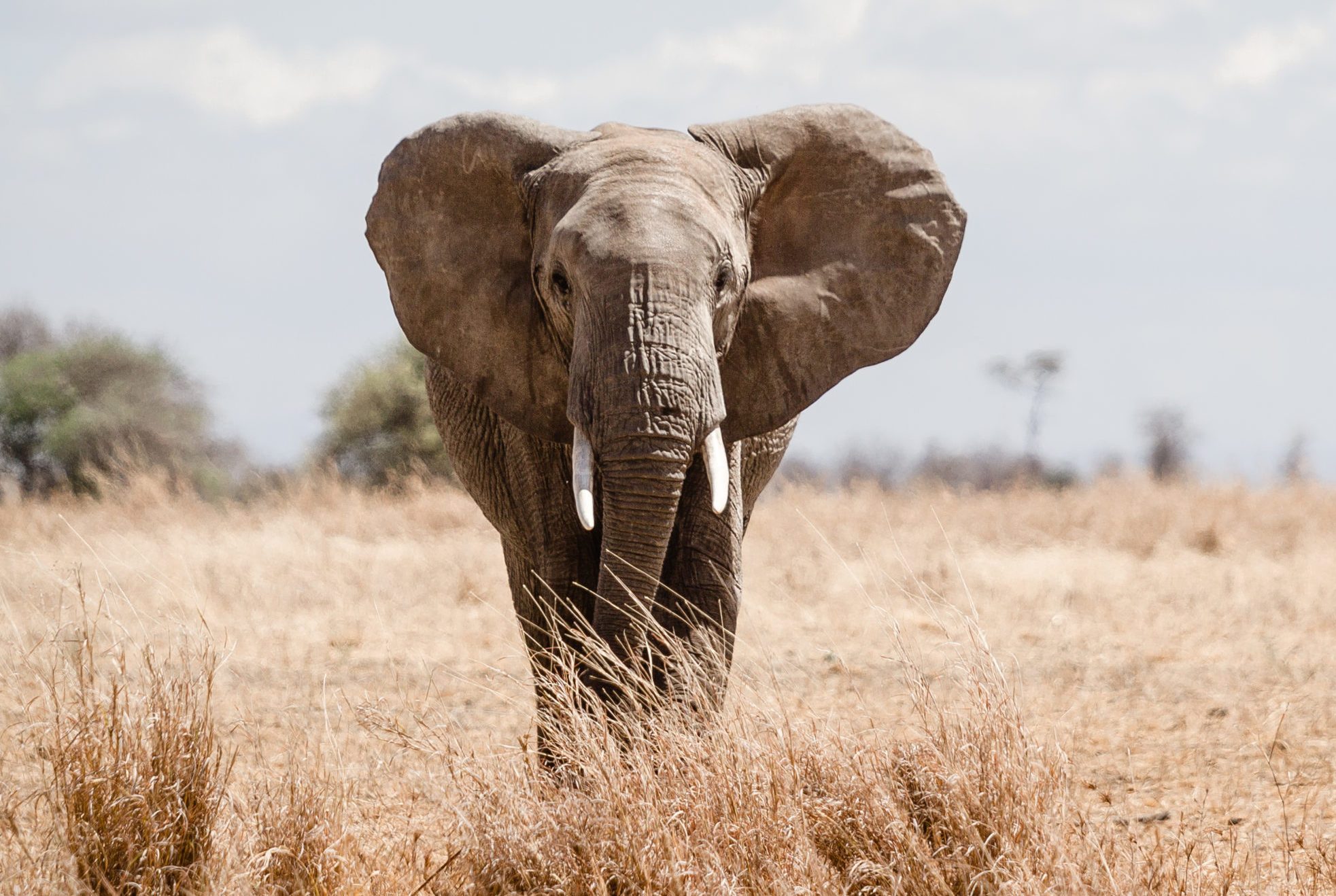 African Elephant
