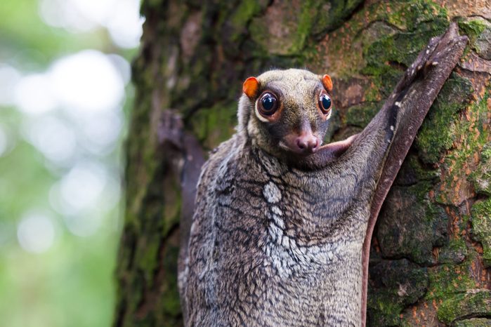 Sunda Flying Lemur