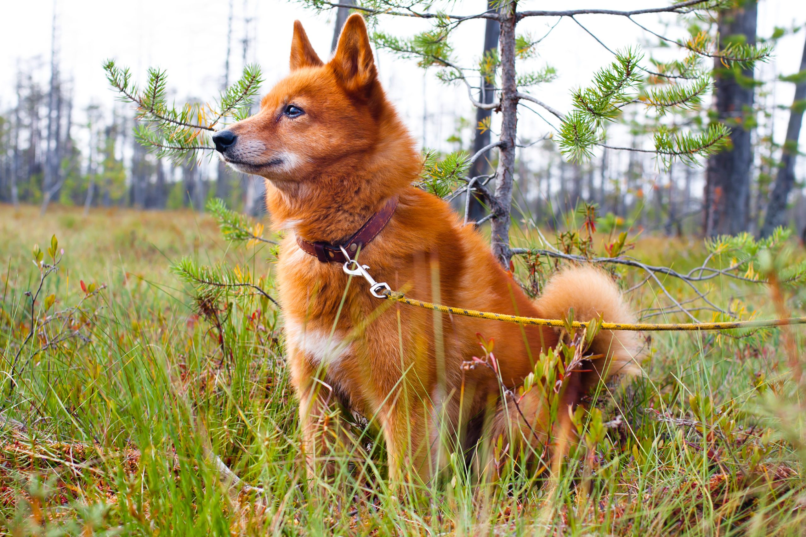 Finnish Spitz sitting in grass