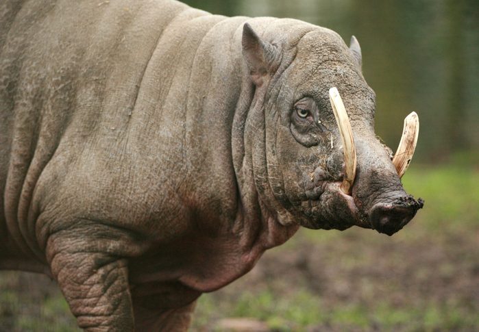 babirusa