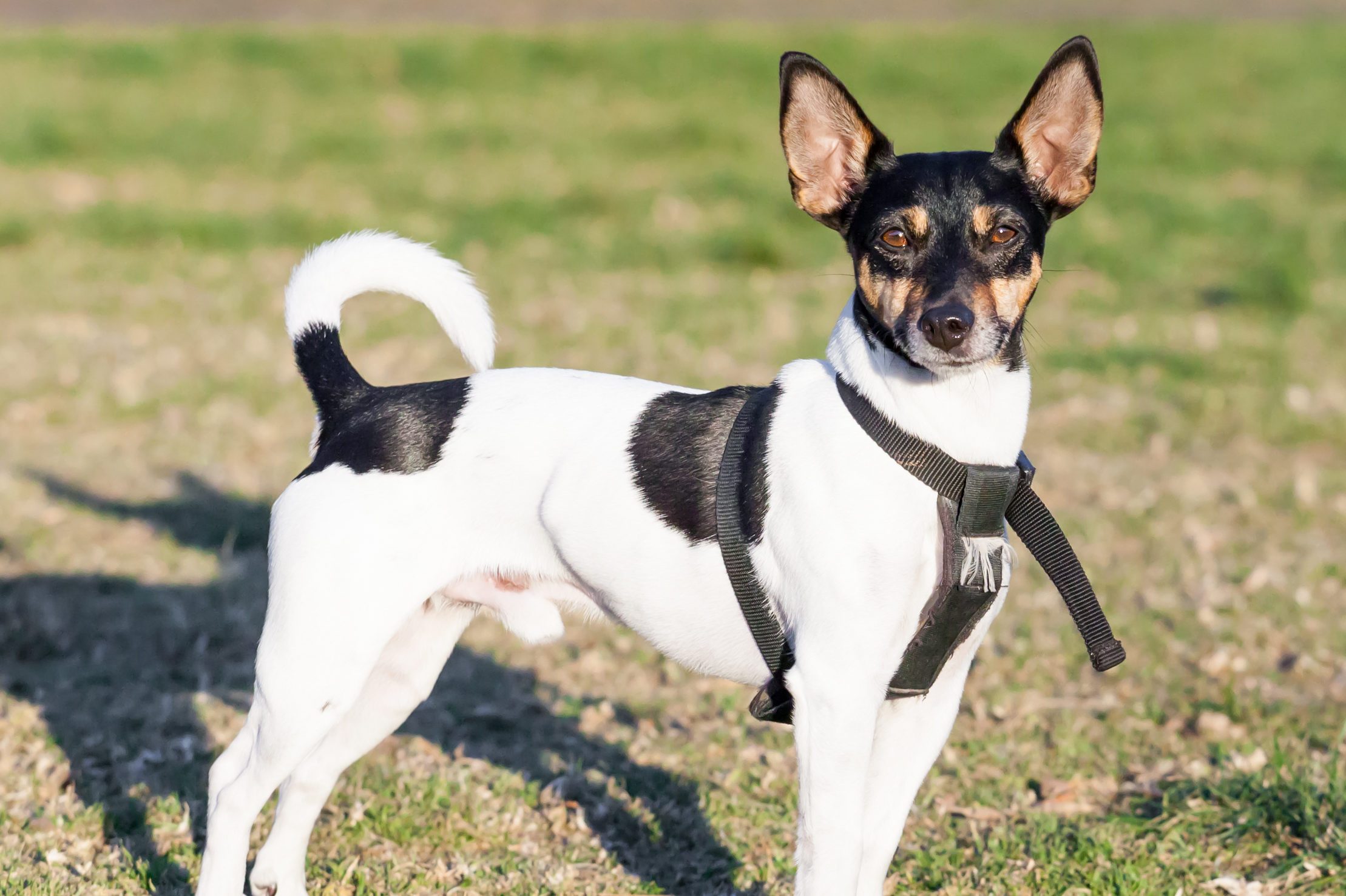 Rat Terrier Dog with Upright Ears Standing on Grass outside