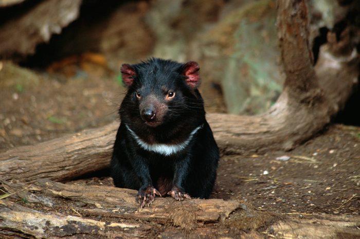 Tasmanian Devil
